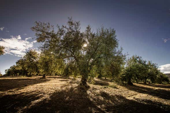 Olive Oil Museum