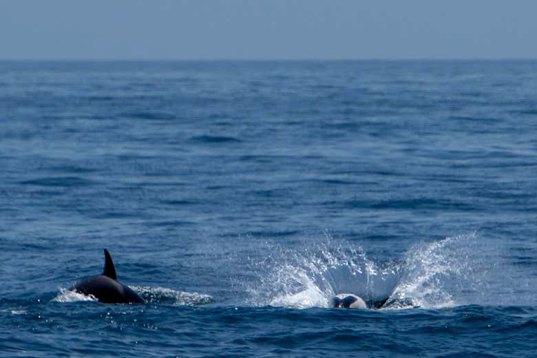 Simpáticos delfines