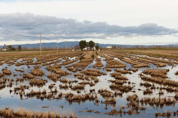 Ebro Delta Day Trip & Catamaran Tour