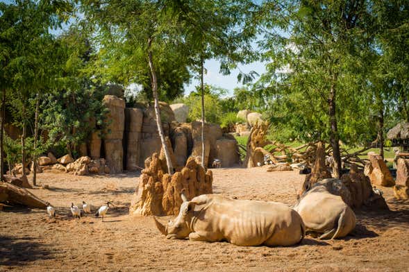 Excursión a Valencia + Bioparc