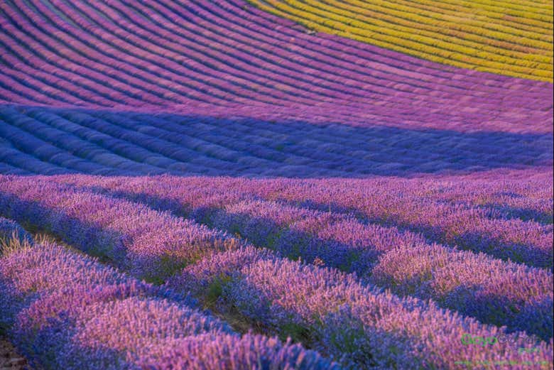 Lavender fields in Brihuega