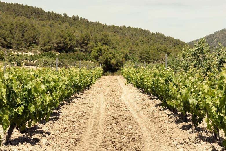 Visita a la bodega Balcona