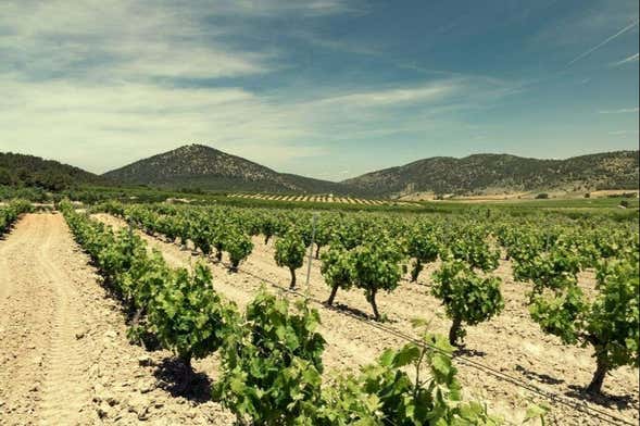 Visita a la bodega Balcona