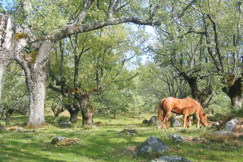 Disfrutaremos de unos hermosos paisajes