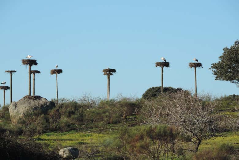 Excursion à Los Barruecos