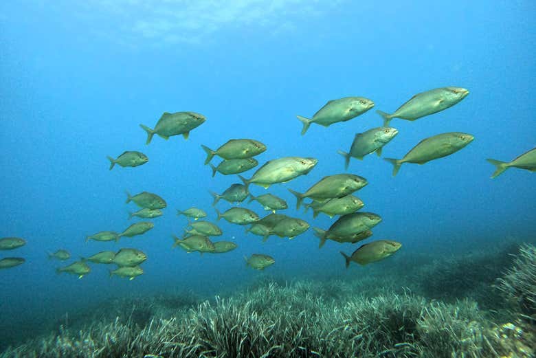 Admirez la faune sous-marine