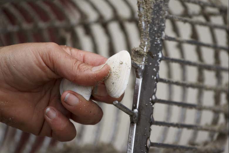 Un bivalvo recolectado por las mariscadoras gallegas