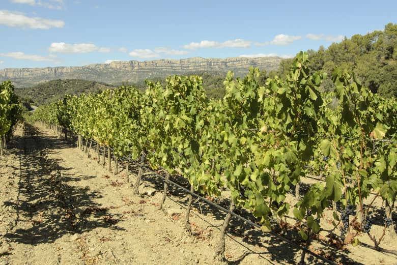 I vigneti del Priorat