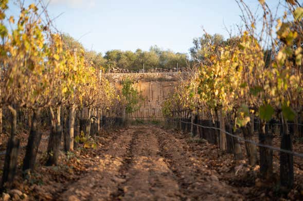 Visita a la bodega Dalt Turó