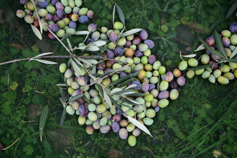 Local olive variety