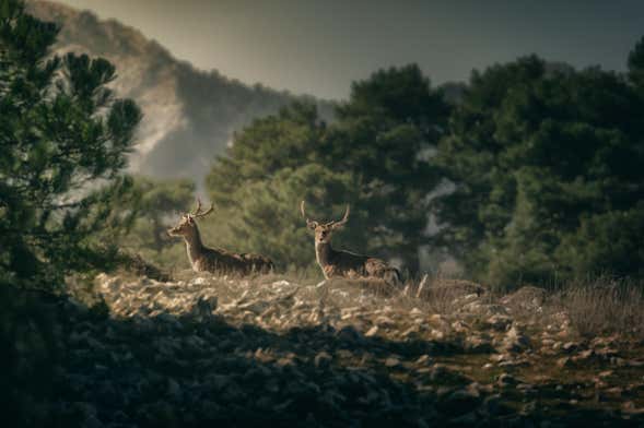 Sierras de Cazorla, Segura & Las Villas Natural Park Tour