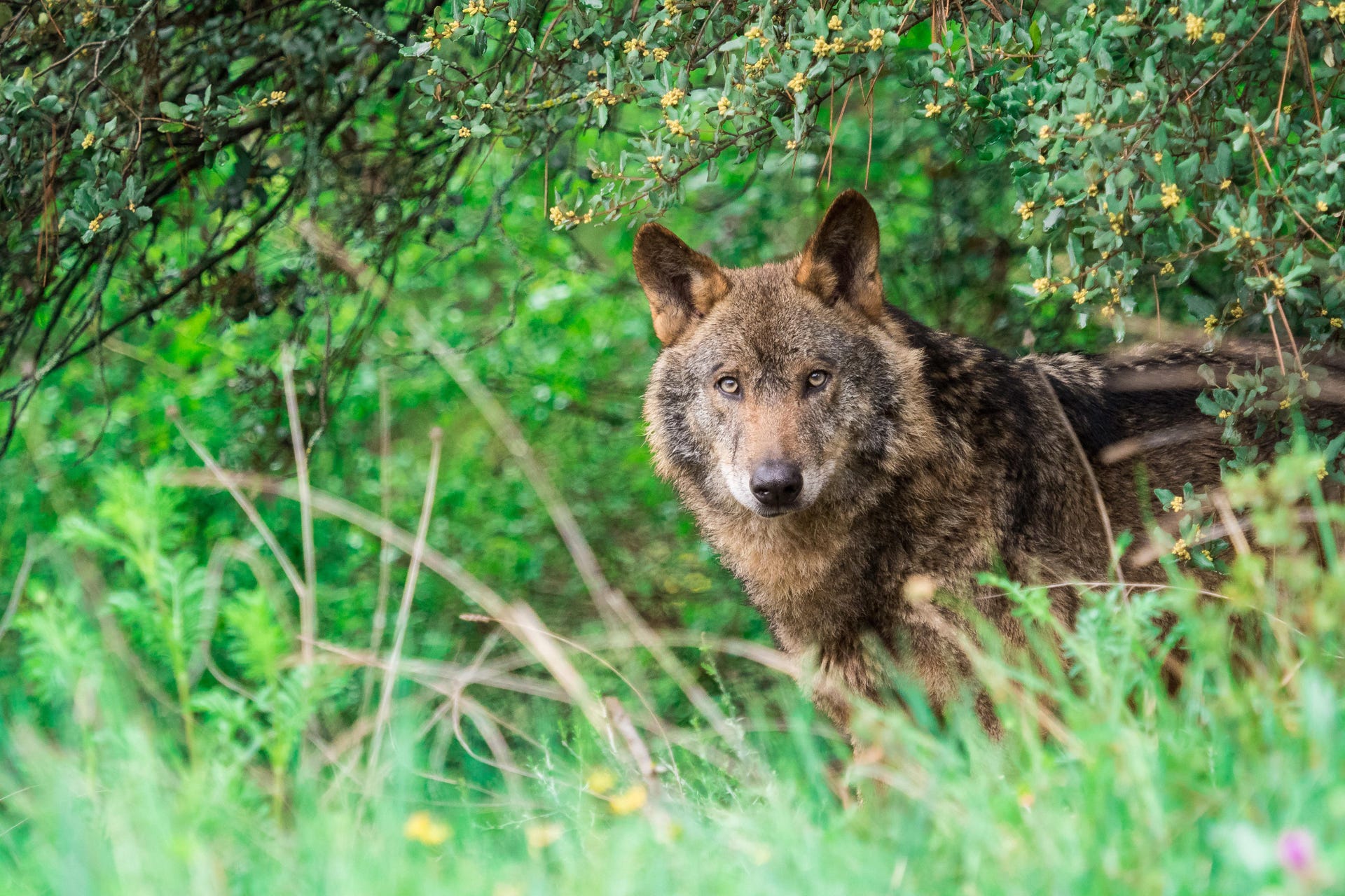 Avistamiento de lobos en la Sierra de la Capelada desde Cedeira