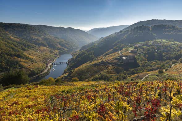 Visita a la bodega Vía Romana