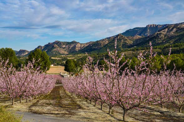 Tour del melocotón de Cieza