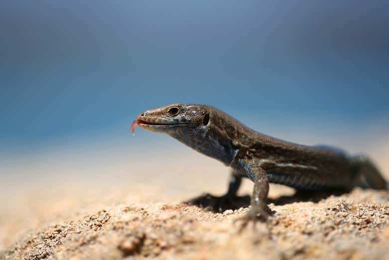 A lizard on Cabrera Island