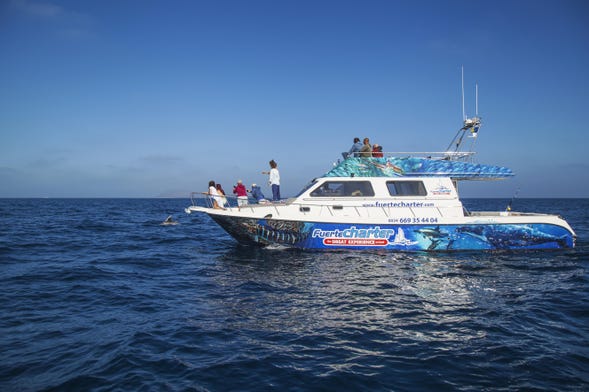Whale Watching Catamaran Tour from Corralejo - Civitatis.com