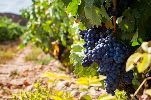 Visita por las bodegas Urbina