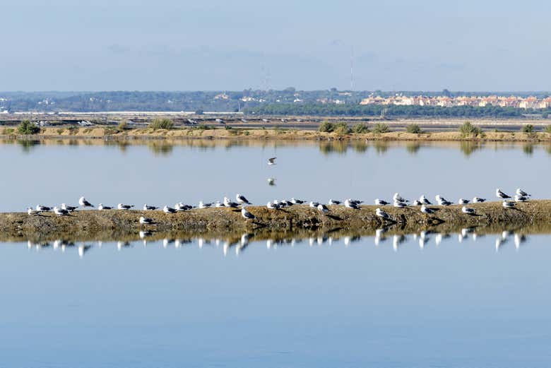 Marismas del Odiel nature reserve