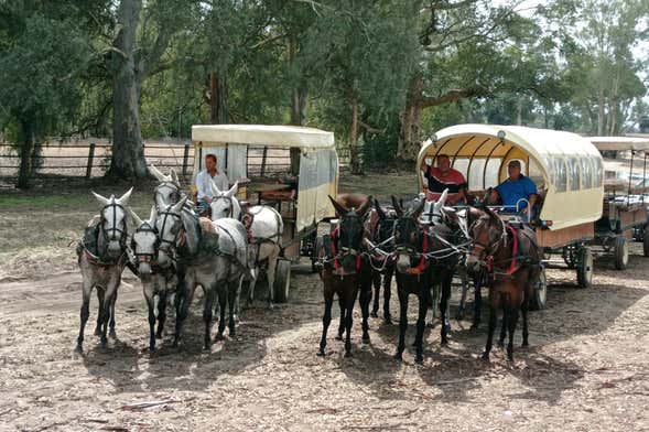 Paseo en calesa por Doñana y El Rocío