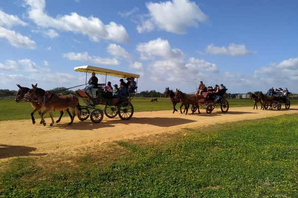 Balade en charrette dans les environs de Doñana et d'El Rocío