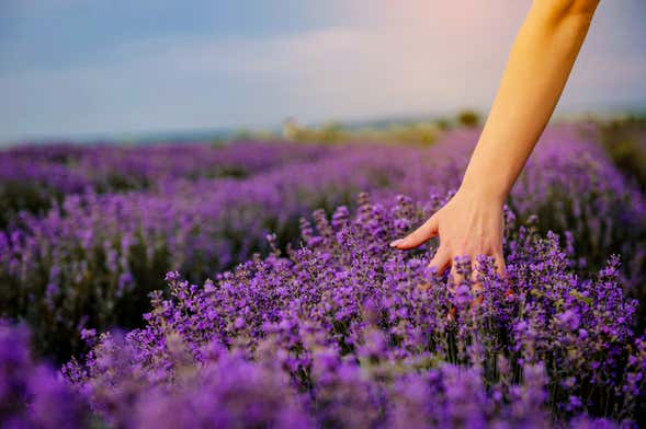 Tour de la lavanda + Molino de El Romeral