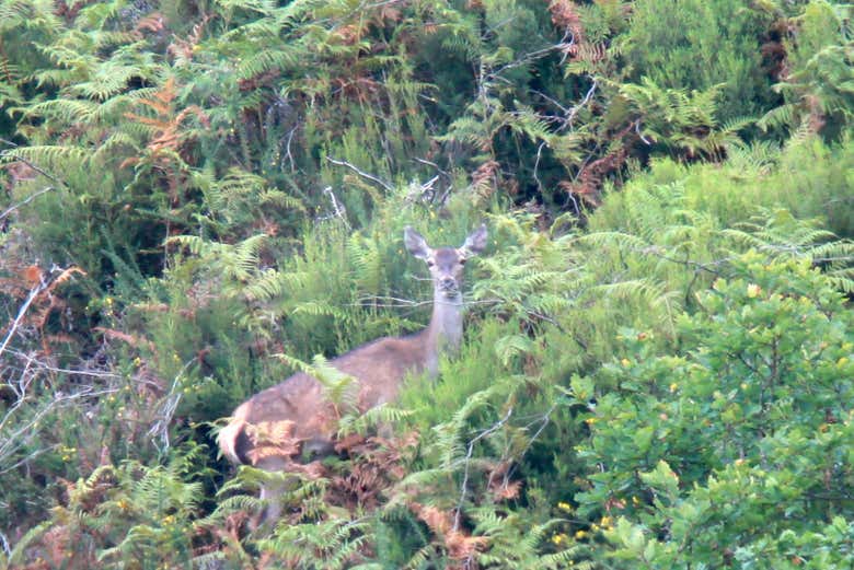 Berrea en la Sierra Bedular