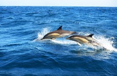 Avistamiento de delfines en Fuengirola