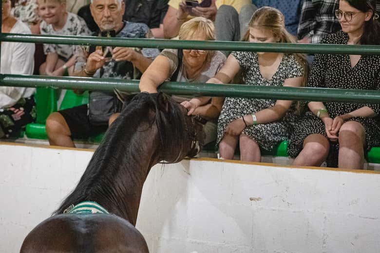 Tocando uno de los caballos