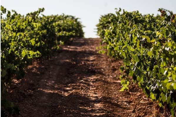 Viñedos en Eme Bodegas