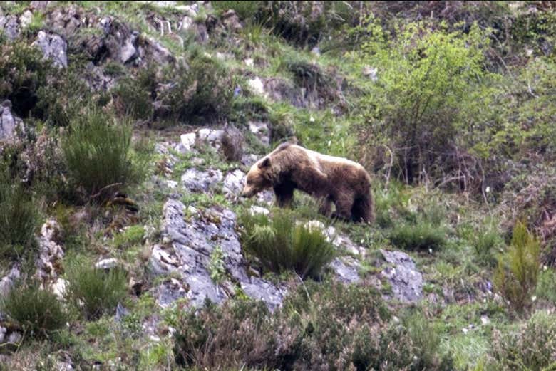 Disfrutando del oso pardo cantábrico