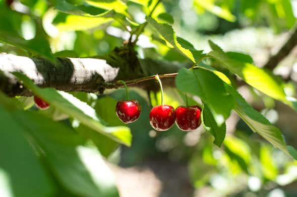 Tour en 4x4 por el Valle del Jerte + Recogida de cerezas