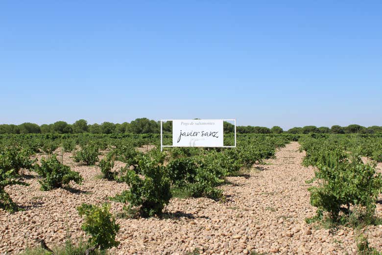 Recorreremos los viñedos de la bodega Javier Sanz