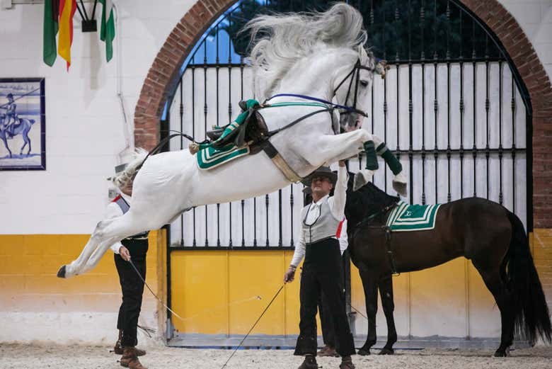 Ready for an incredible equestrian show?