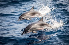 Avistamiento de delfines en la costa de Marbella