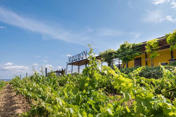 Visita a las Bodegas Valdubón