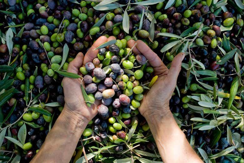 Cosecha de aceitunas