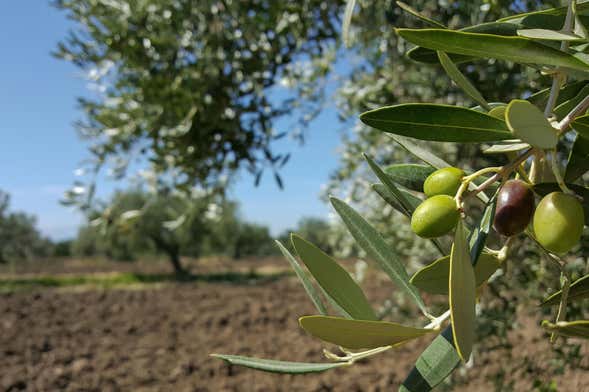 Tour del aceite por Montoro