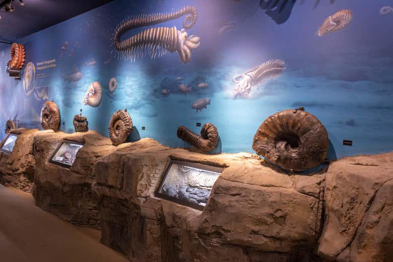 Fósiles en el Centro de Interpretación Geológica Nautilus