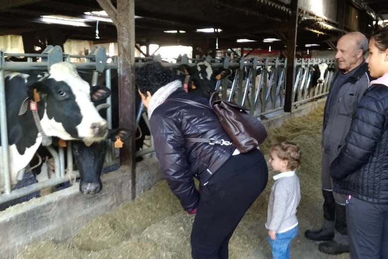 Podréis ver las vacas lecheras desde muy cerca