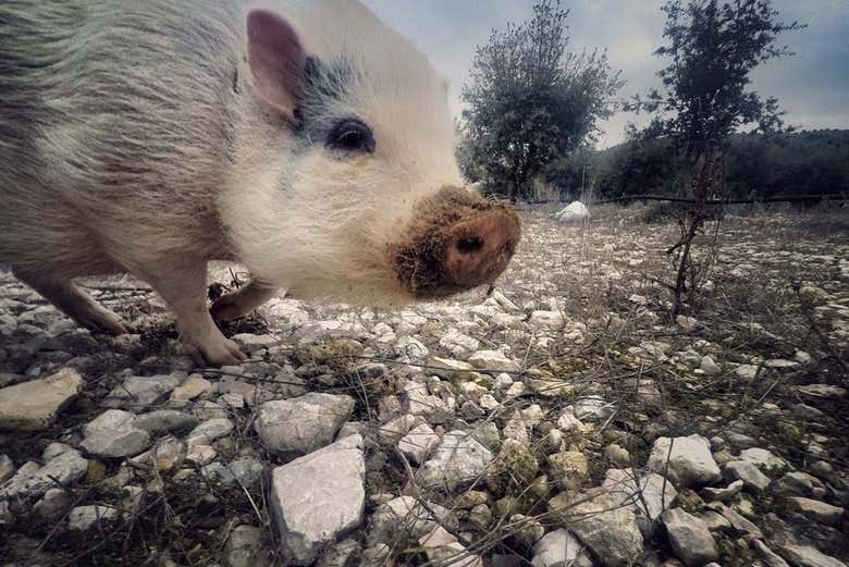 Visite sur le thème de la truffe