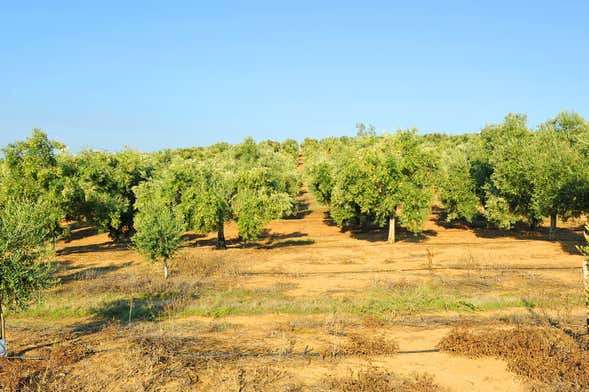 Herriza de La Lobilla Visit + Olive Oil Tasting