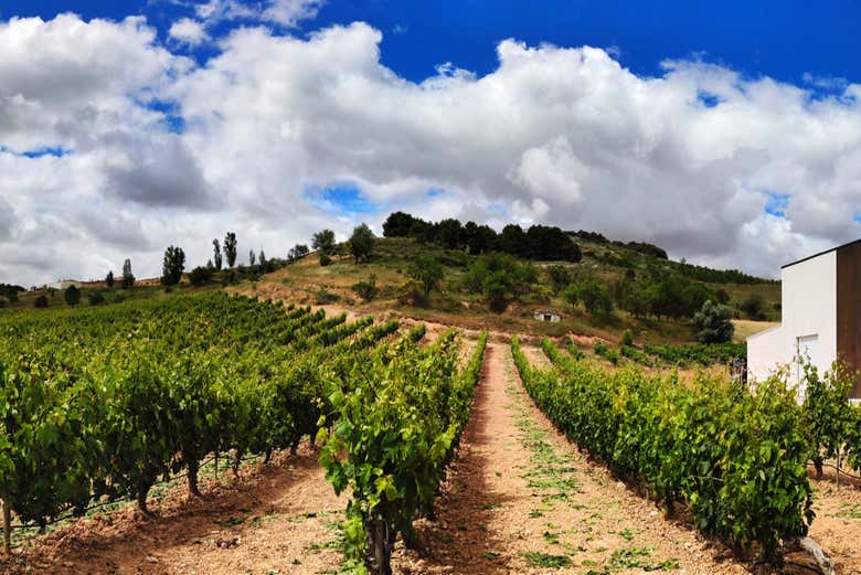 Vistas de los viñedos de Peñafiel