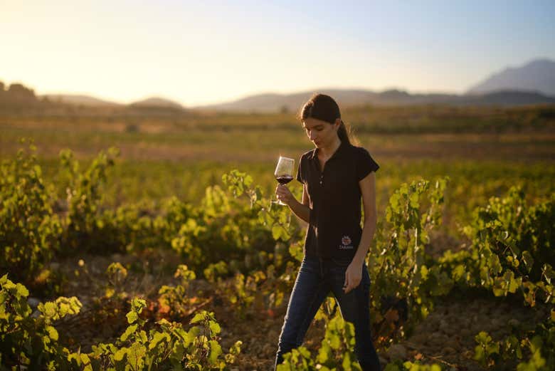 Stroll through the vineyards