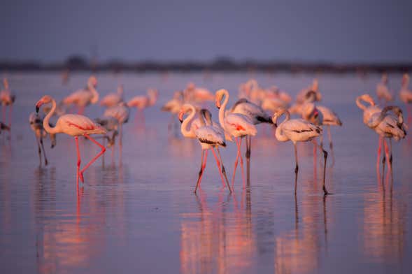 Avistamiento de flamencos en el Delta del Ebro al atardecer