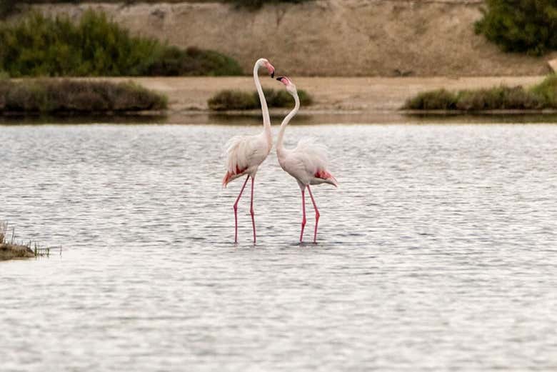 Pareja de flamencos en el Delta del Ebro