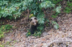 Cantabrian Brown Bear Sighting