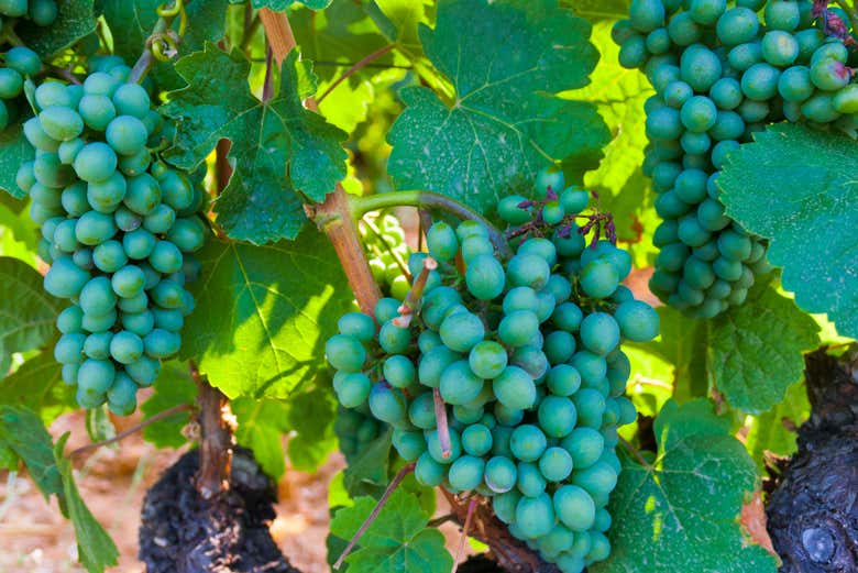 Uvas do Palácio de Canedo