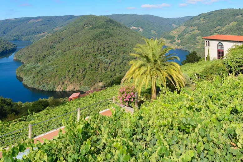 Vue sur les vignes de Ribeira Sacra