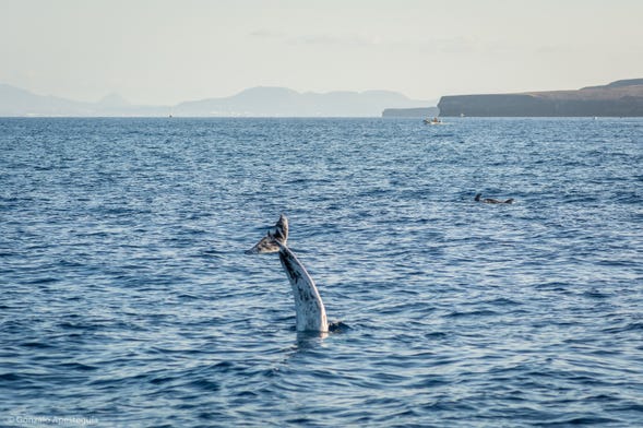 Whale & Dolphin Watching in Puerto Calero