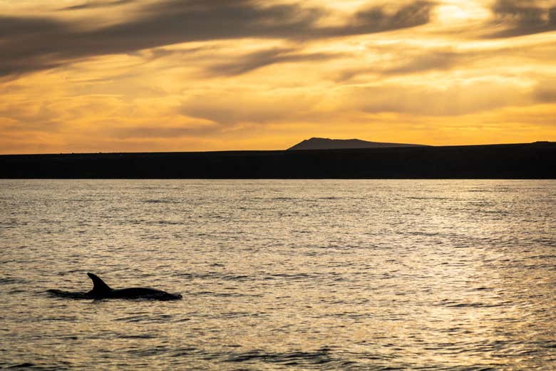 Dolphin watching in Lanzarote at sunset